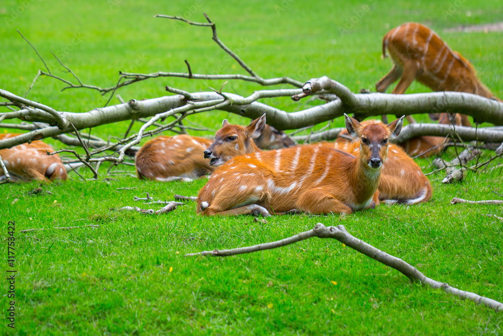 African antelopes resting on the grass