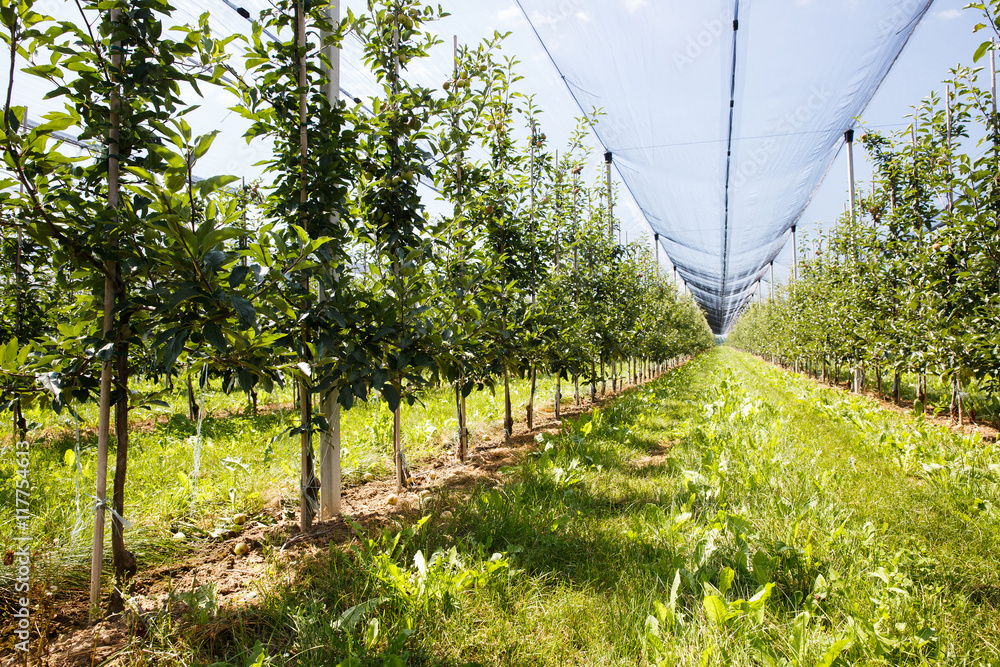 Apple orchard with ripened apples growing on trees