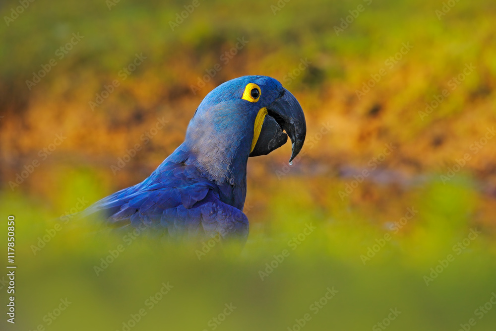 蓝色鹦鹉。肖像大蓝色鹦鹉风信子Macaw，Anodohynchus hyacinthinus，带一滴水