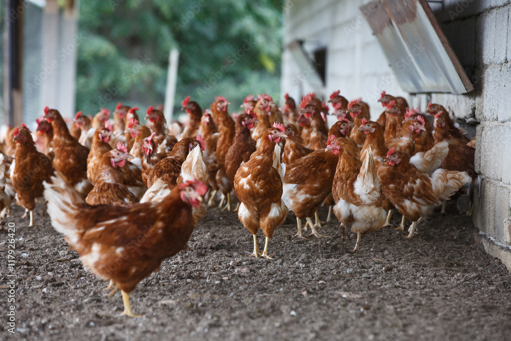 Free-range chicken freely grazing outside