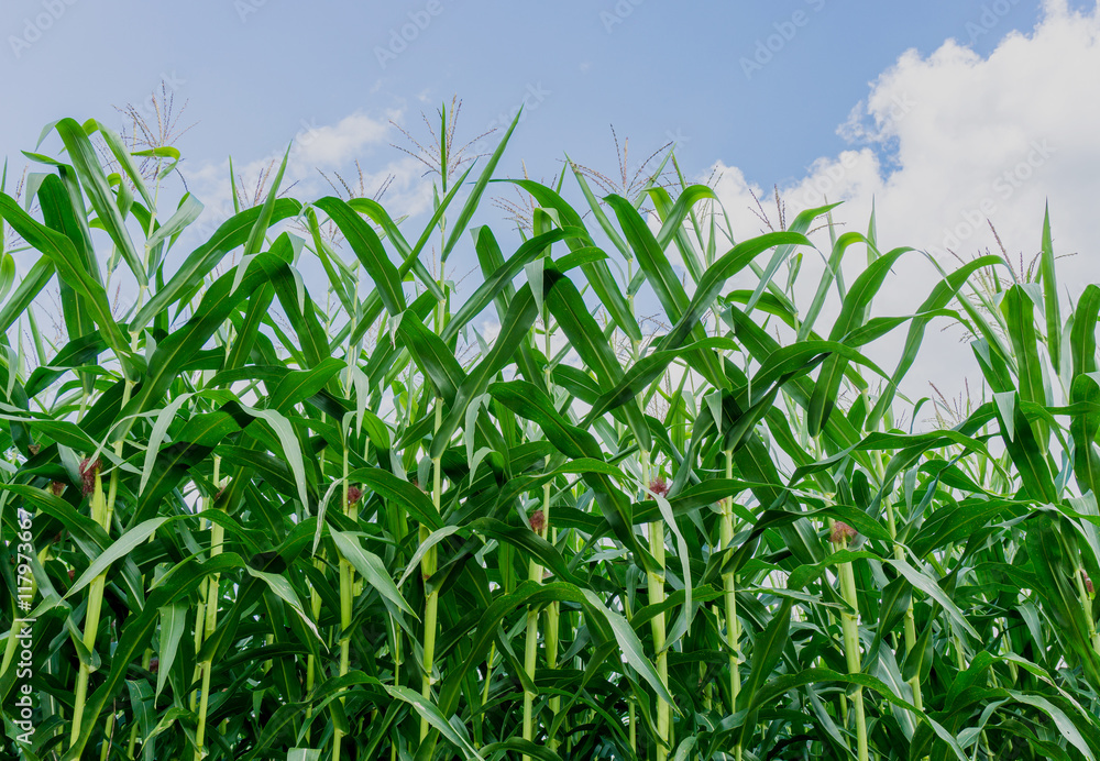 Green corn field in agricultural garden