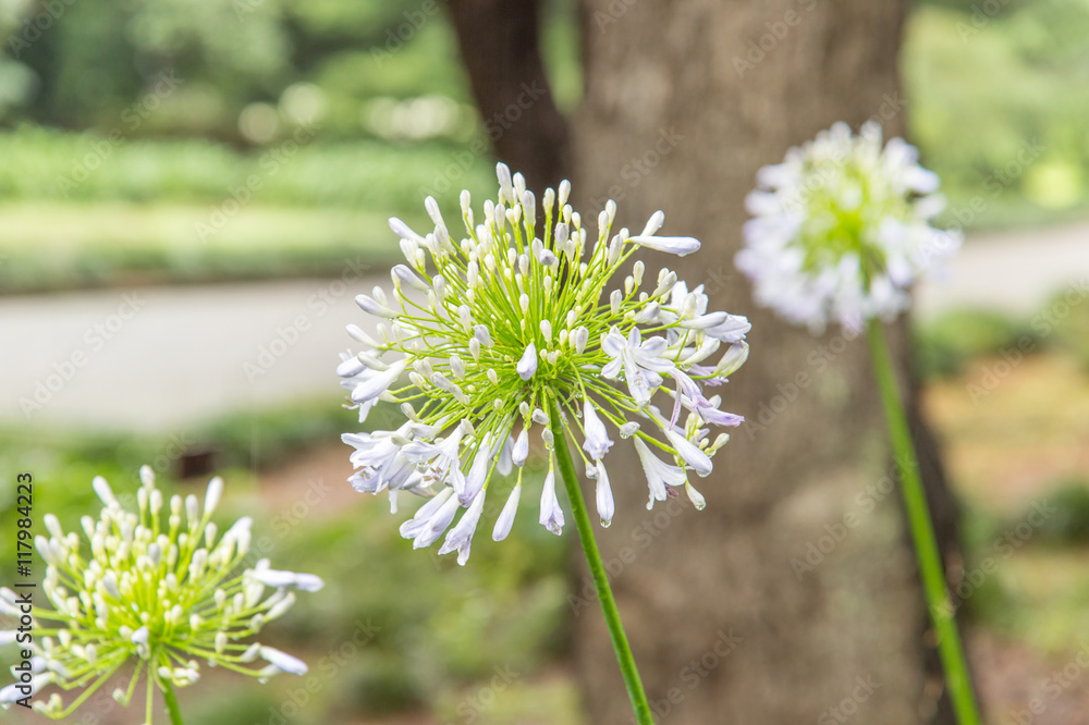 白色龙舌兰花的特写