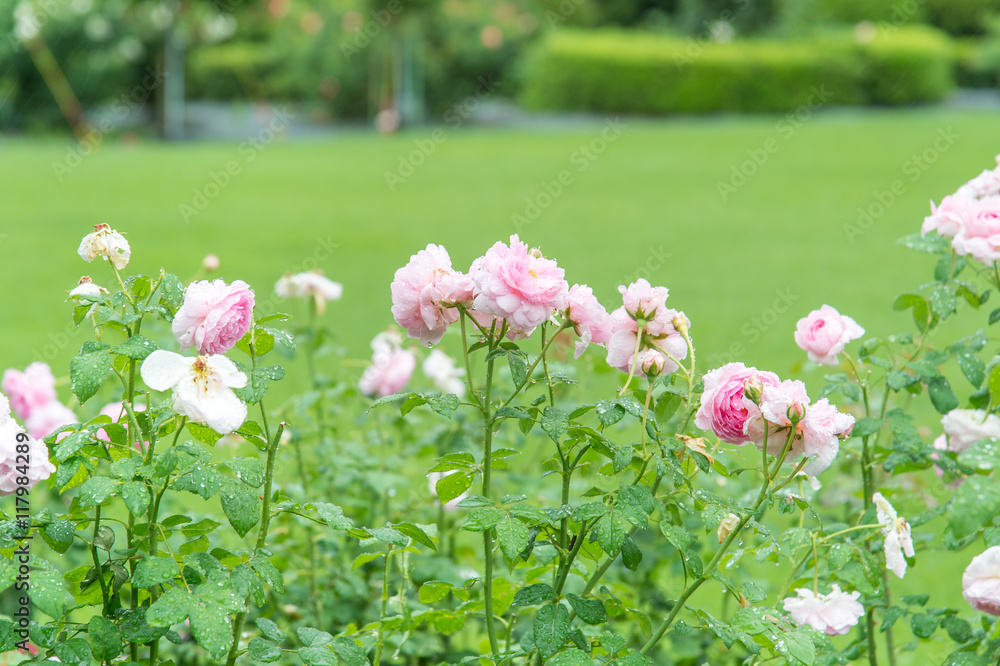 Pink roses