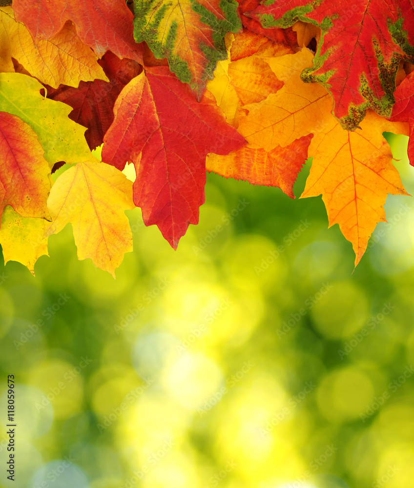 autumn leaves background