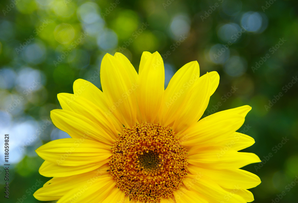 Close up of sunflower