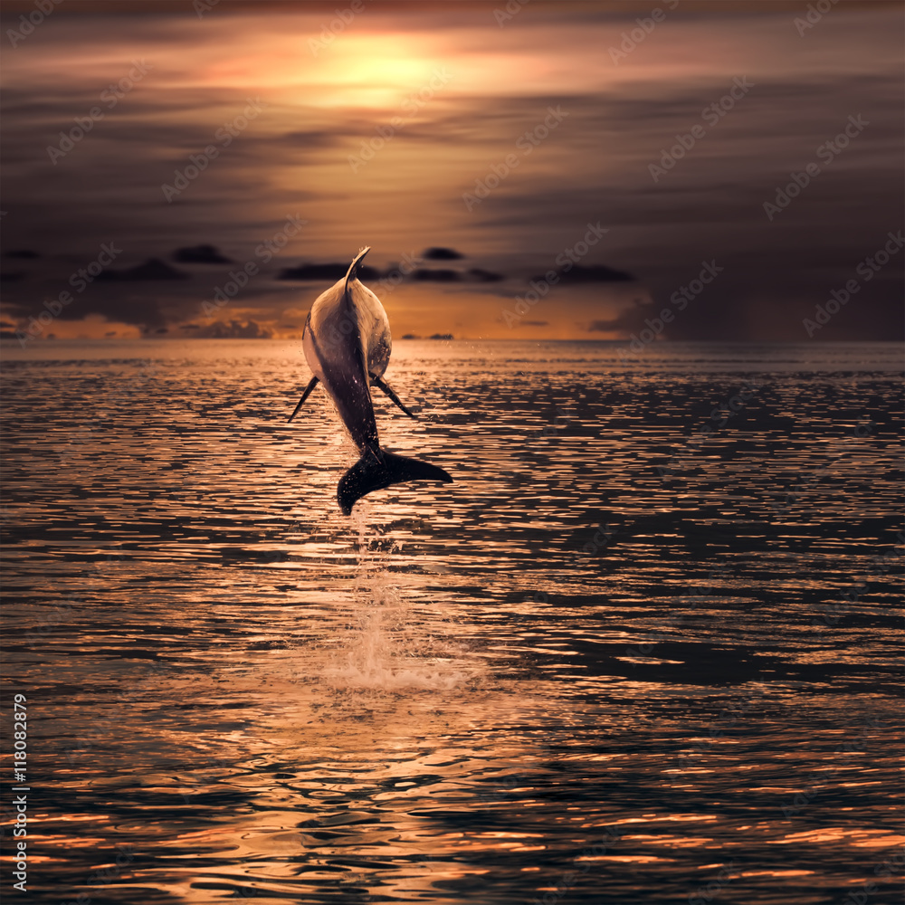 beautiful dolphin jumped from watrer at the sunset time