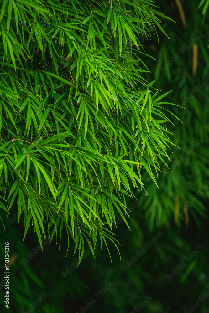 雨后做鲜绿色的竹叶