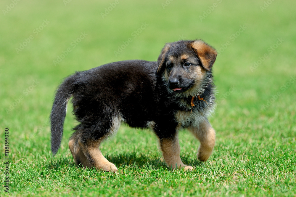 德国牧羊犬宝宝