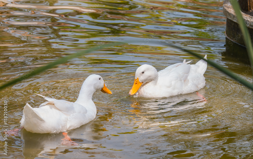 two white ducks in water, duck breeds