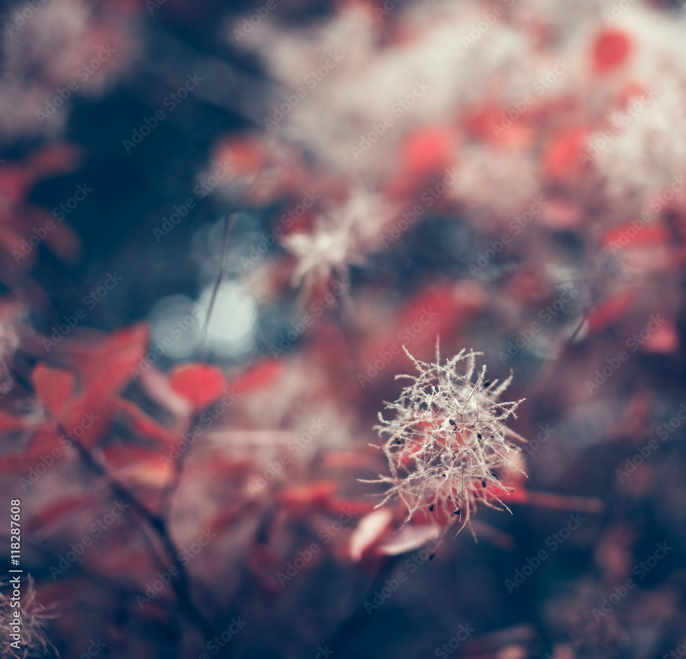 Beautiful autumn nature background with colorful leaves on branch in soft focus. Abstract. Vintage t