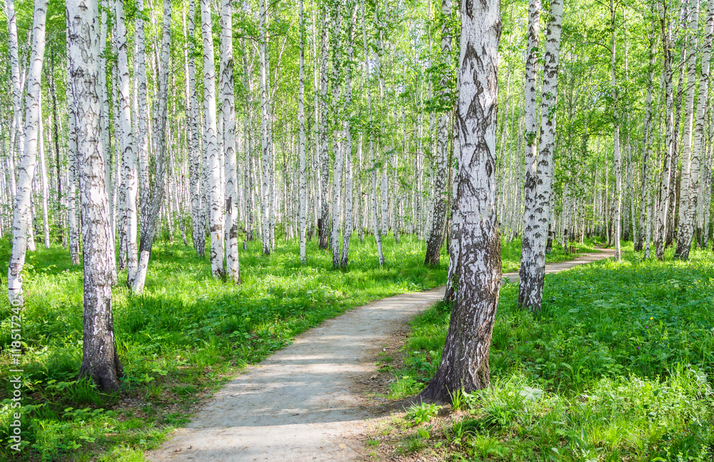 Walking path in birch grove