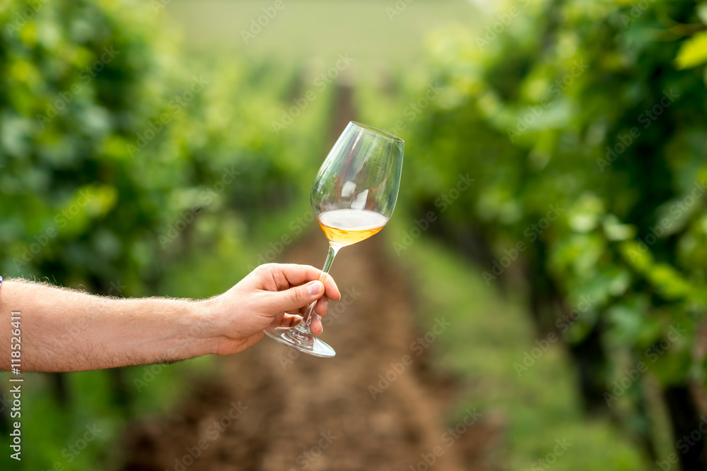 Male hand holding glass with white wine on the vineyard background