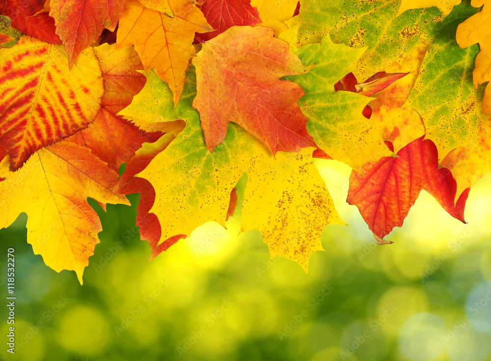 autumn leaves background