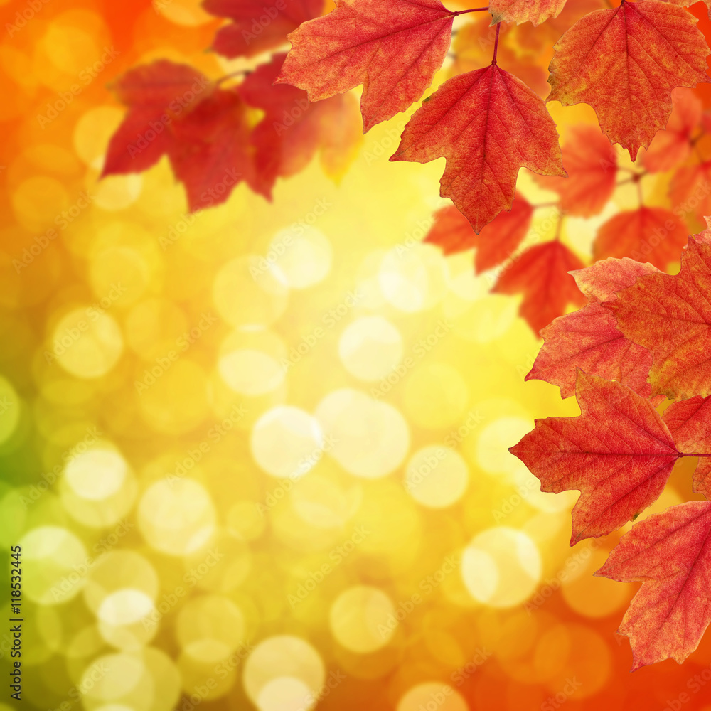  branch with autumn leaves