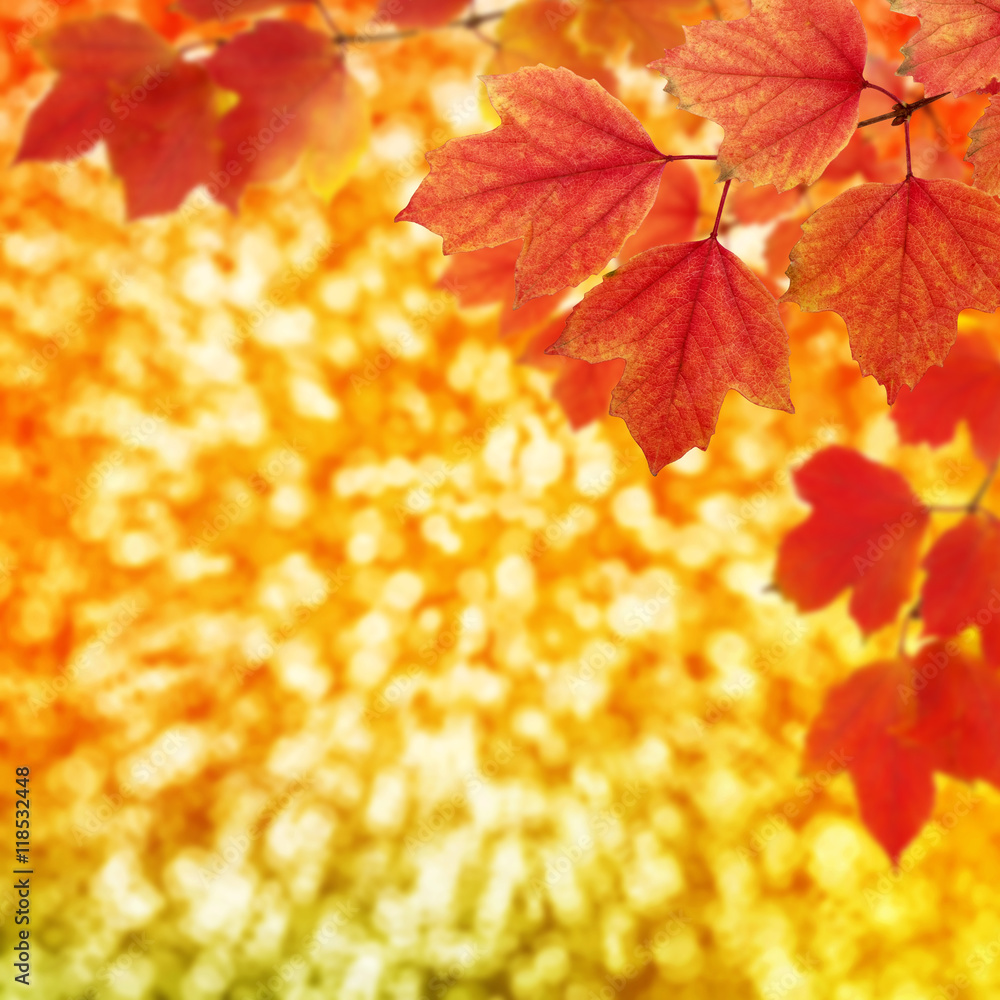  branch with autumn leaves