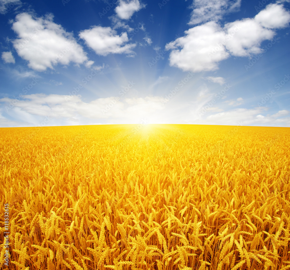 wheat field and sun