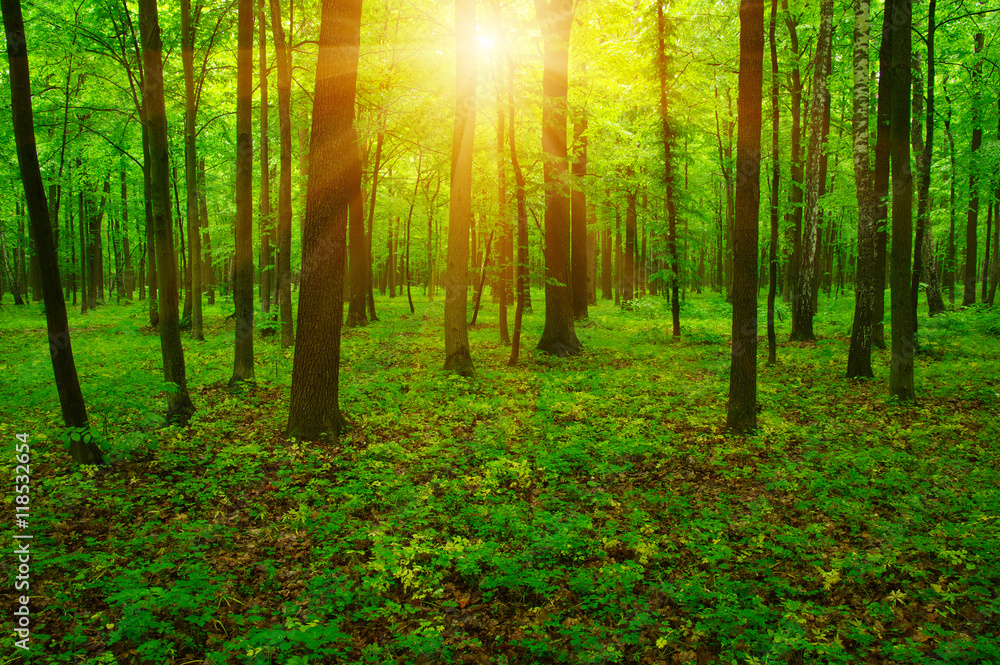 Forest and sun