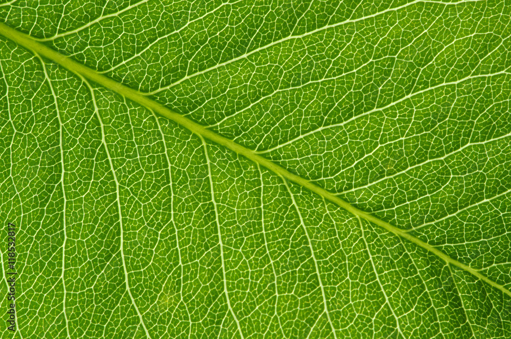  green leaf texture