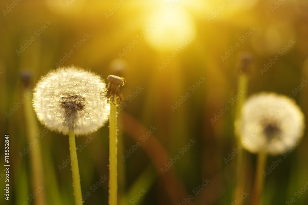 dandelions in the sun