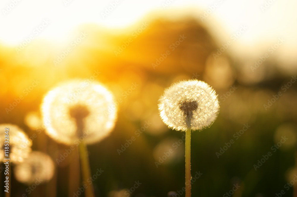 dandelions in the sun