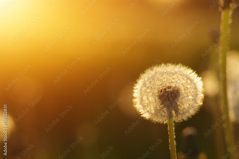 dandelions in the sun