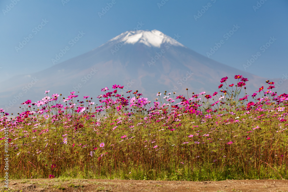 Yamanakako Hanano Miyako Koen秋季的宇宙花和富士山