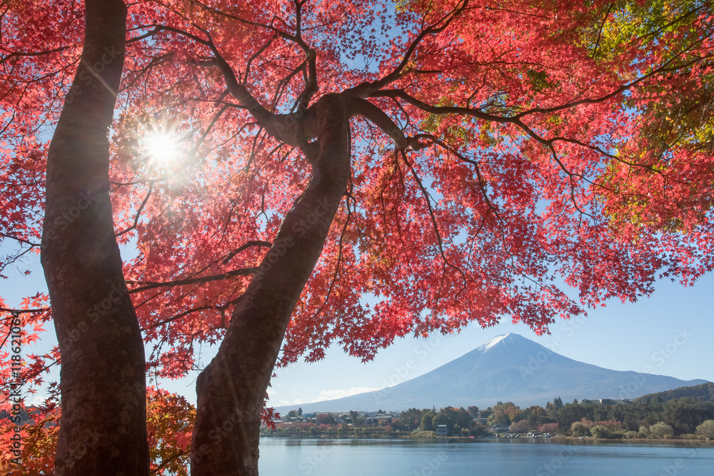 秋季河谷湖的红枫树和富士山