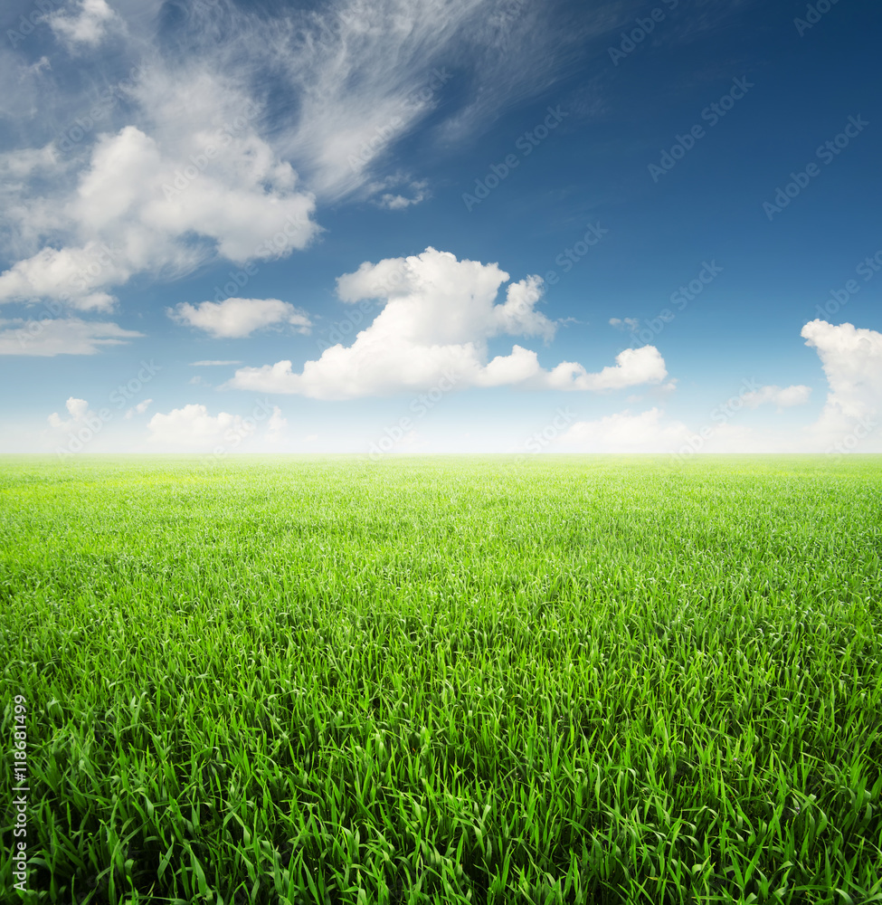 Field at the day time. Agricultural landscape in the summer time..