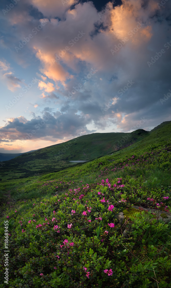 日出时山野上的花朵。夏季美丽的自然景观