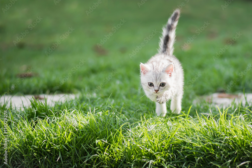 可爱的美国短发小猫跳跃