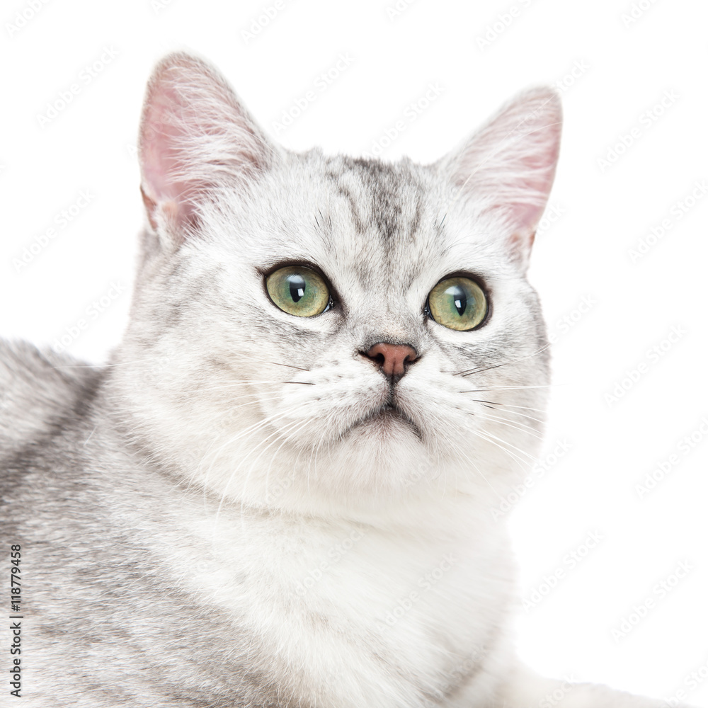 Close up of American short hair cat