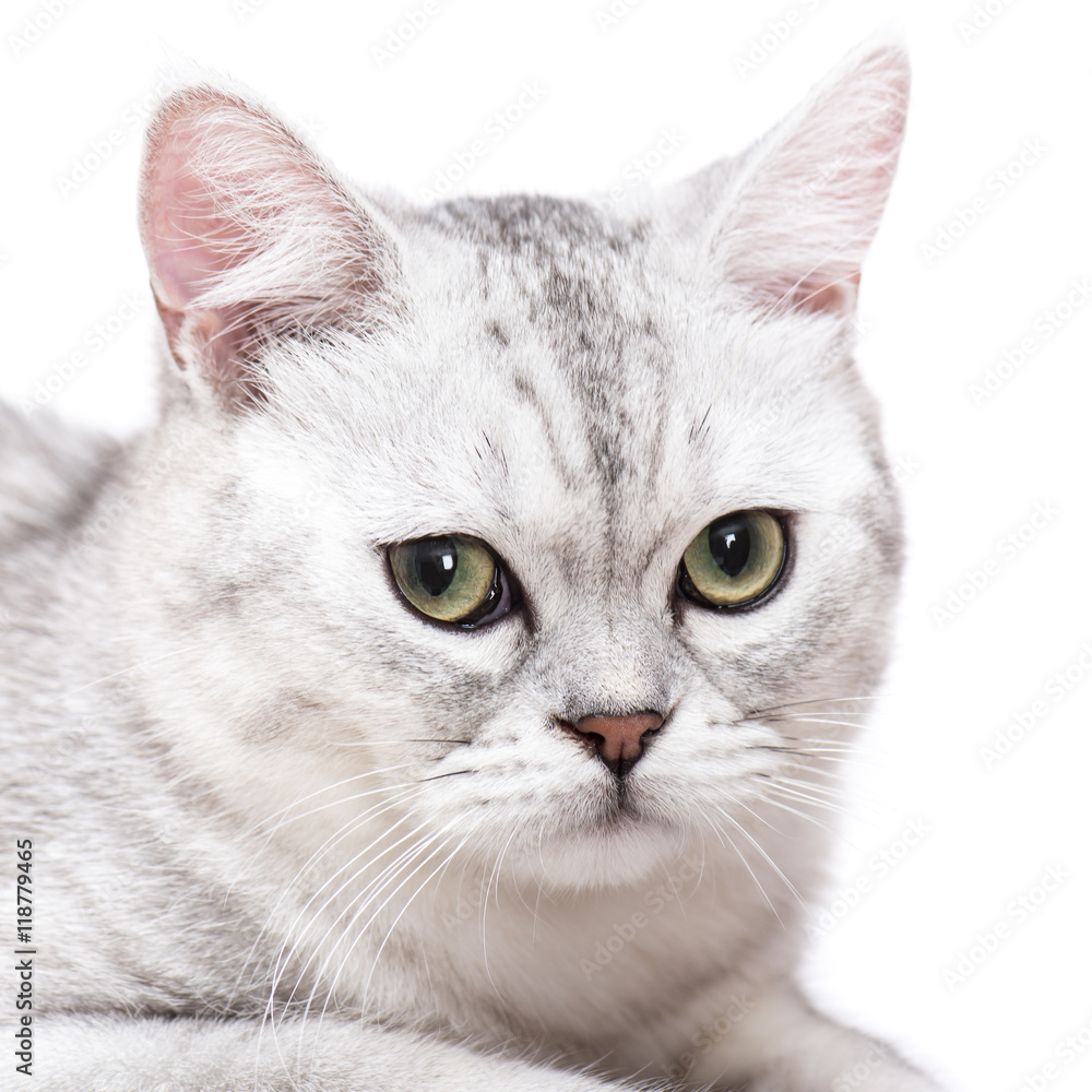 Close up of American short hair cat