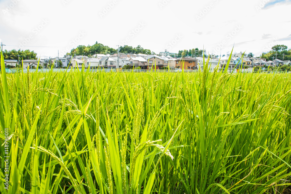 田園風景