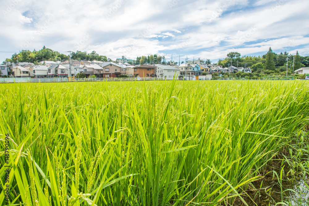 田園風景