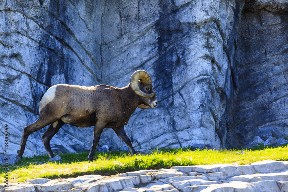 Huge Ram In The Rocky Mountains