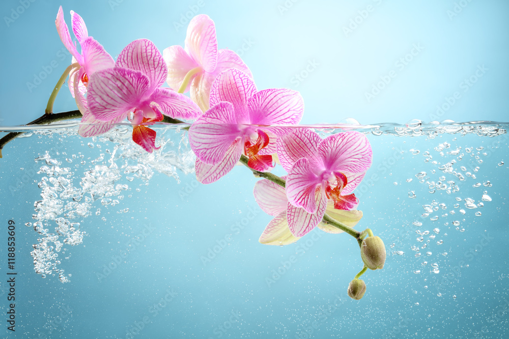 orchid flower in water