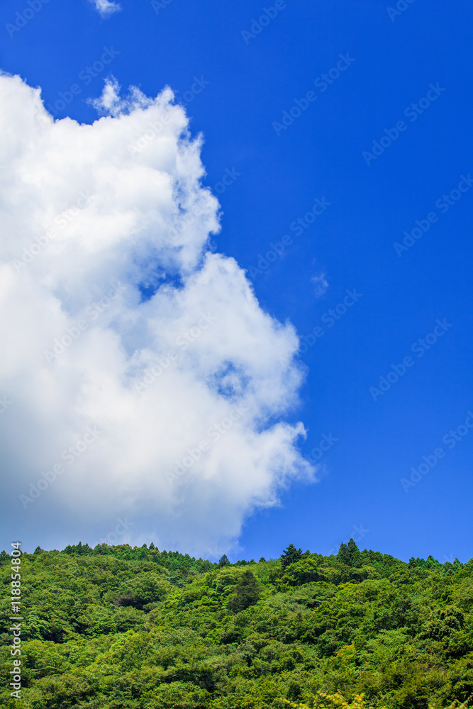 新緑と青空