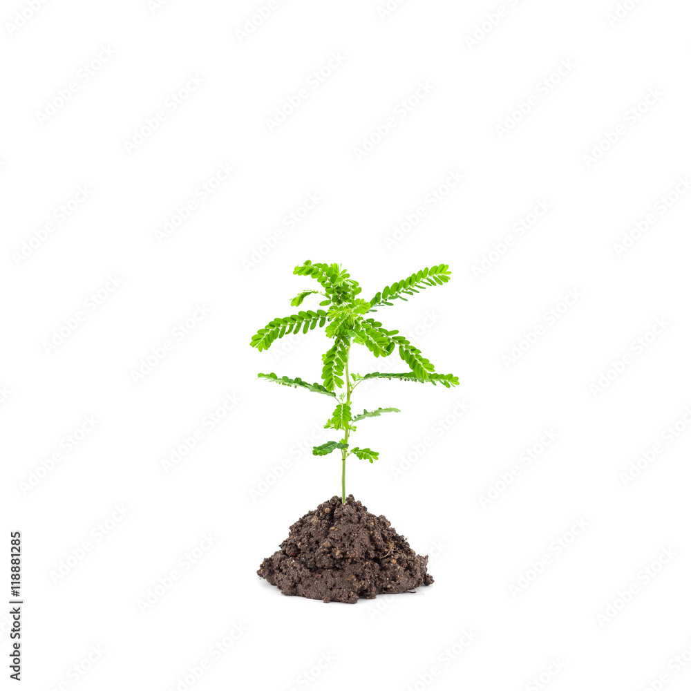 Small young green plant on white background, Depending on the so