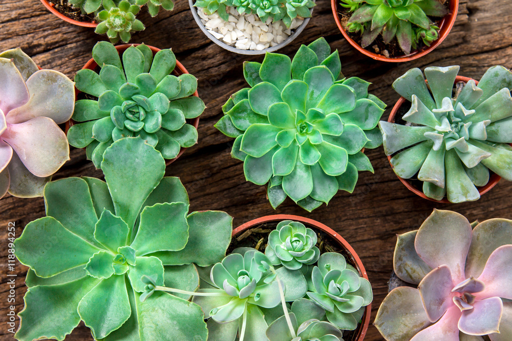 arrangement of succulents or cactus on wooden background