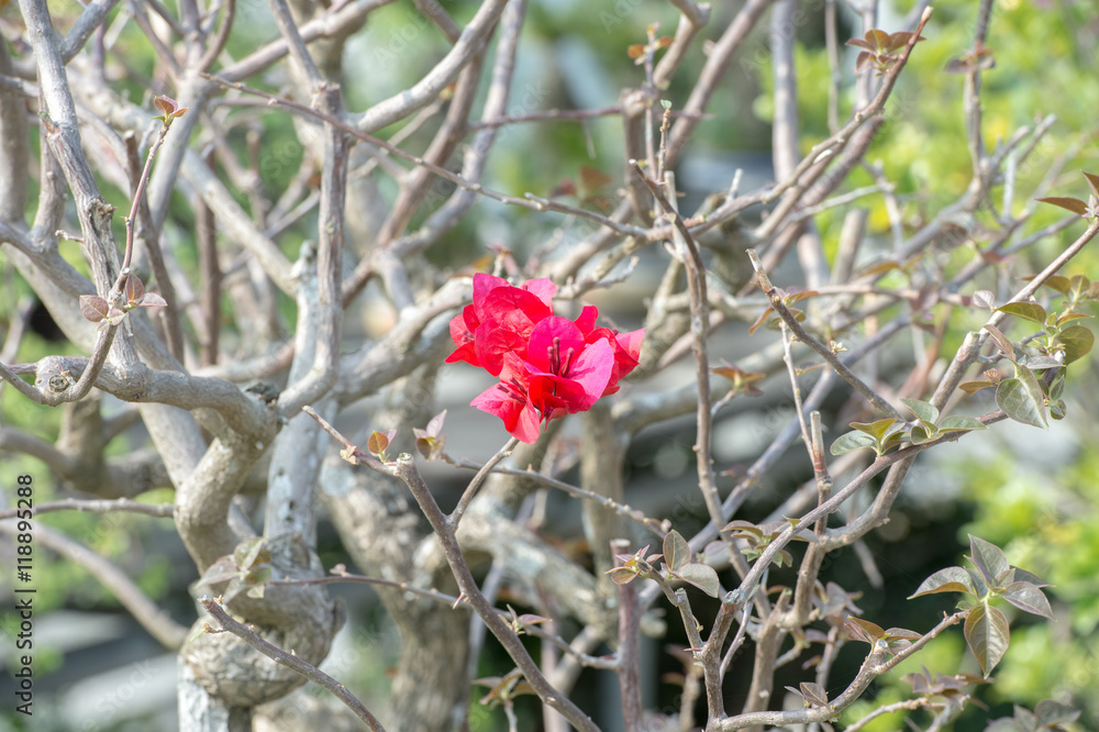 粉色花朵九重葛