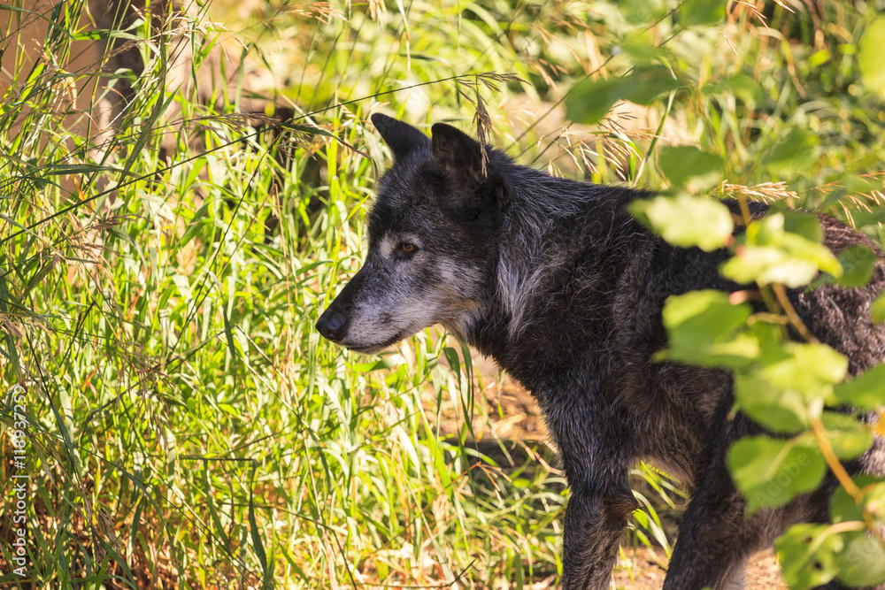 Timber Wolf also known as a Gray or Grey Wolf