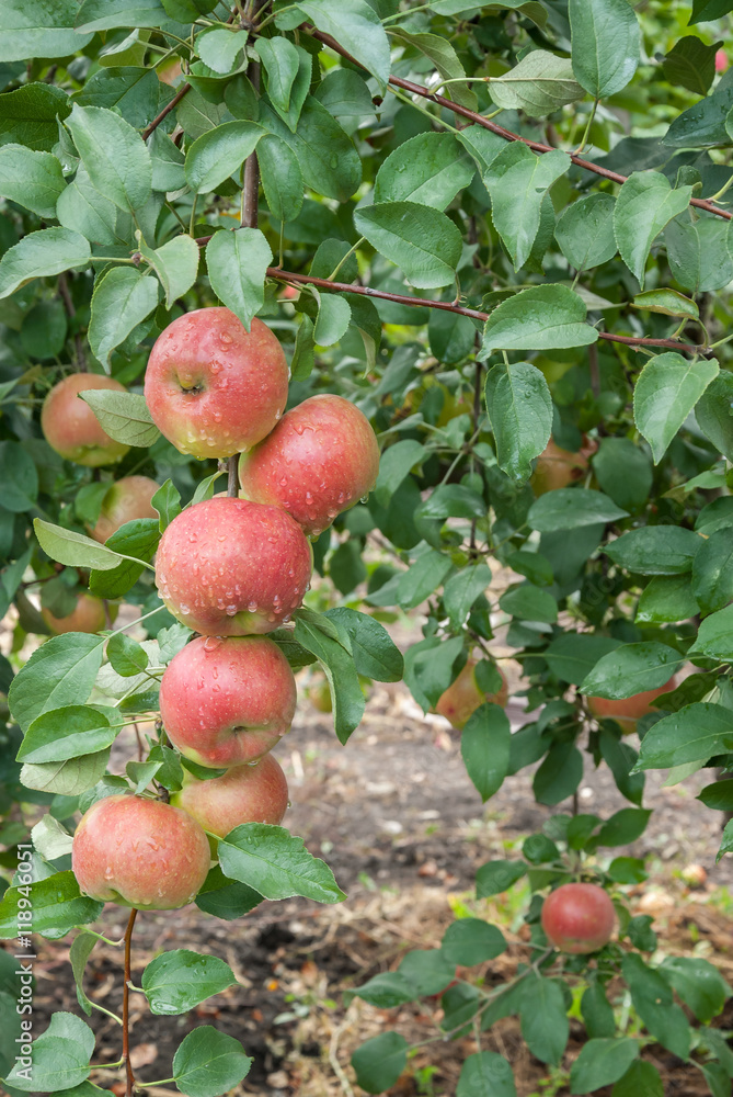 Red apples with raindrops