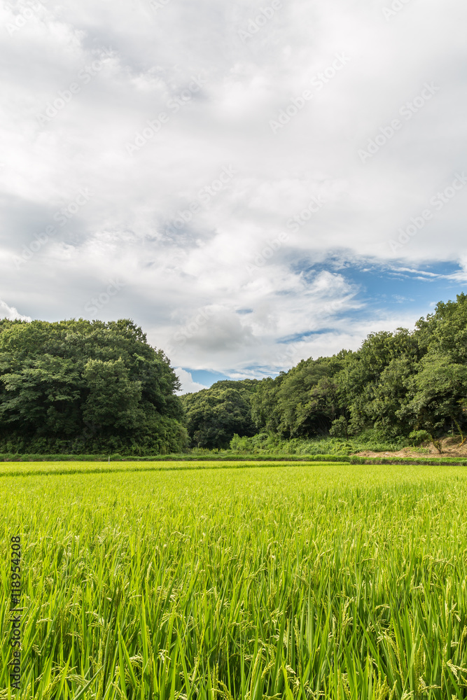 田園風景