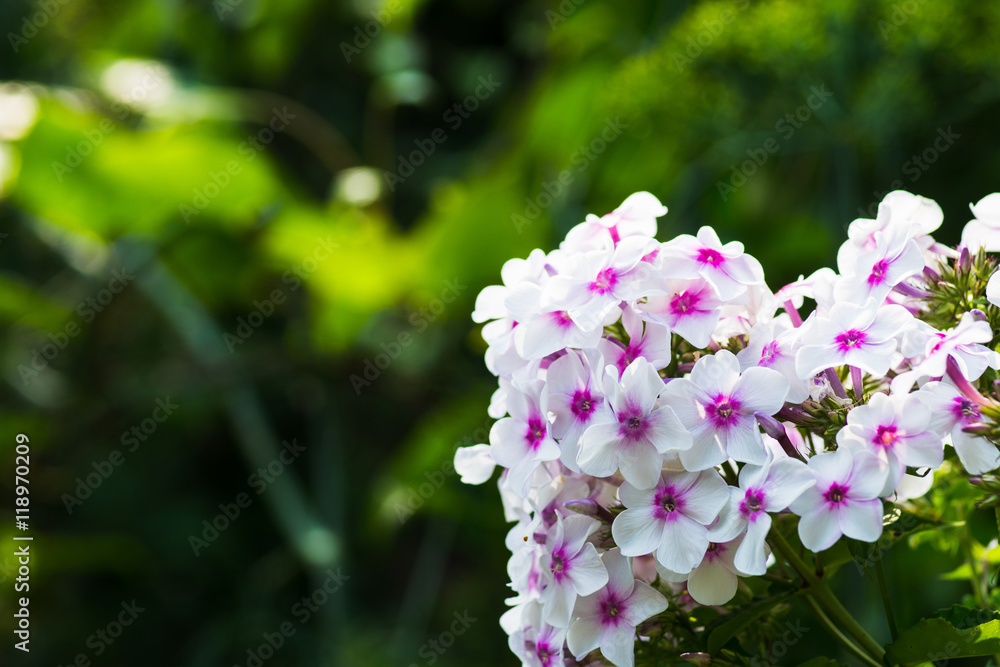 Phlox in the garden. Shallow depth of field.