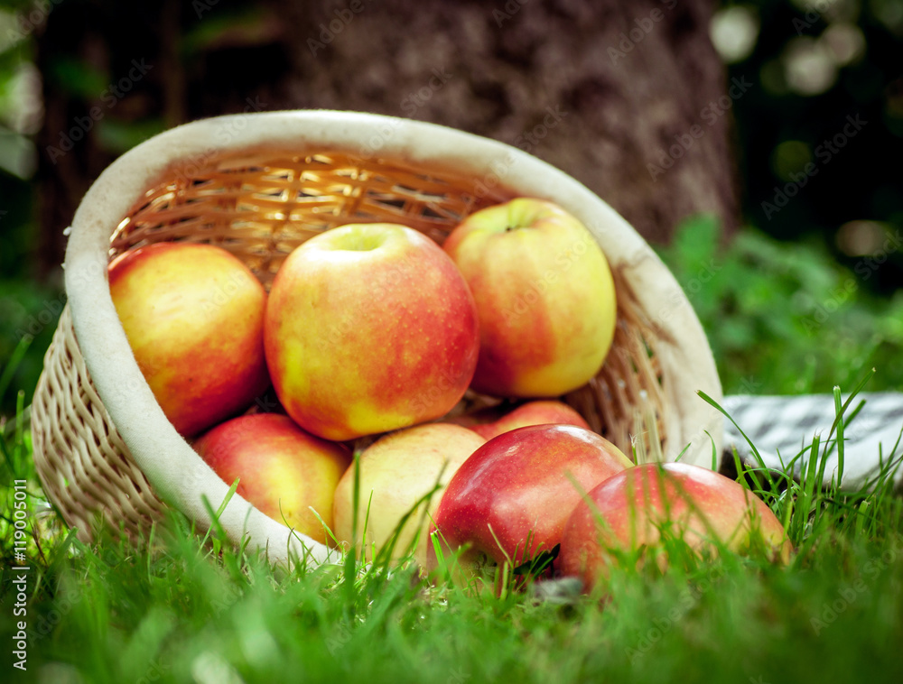 Äpfel in einem Korb geerntet auf einer Obstwiese im Spätsommer