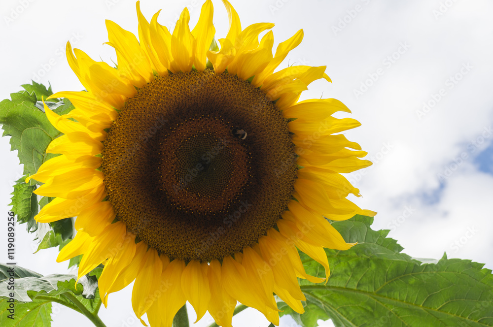 Sonnenblume / Sonnenblume vor blau weissem Himmel in leuchtenden farben.