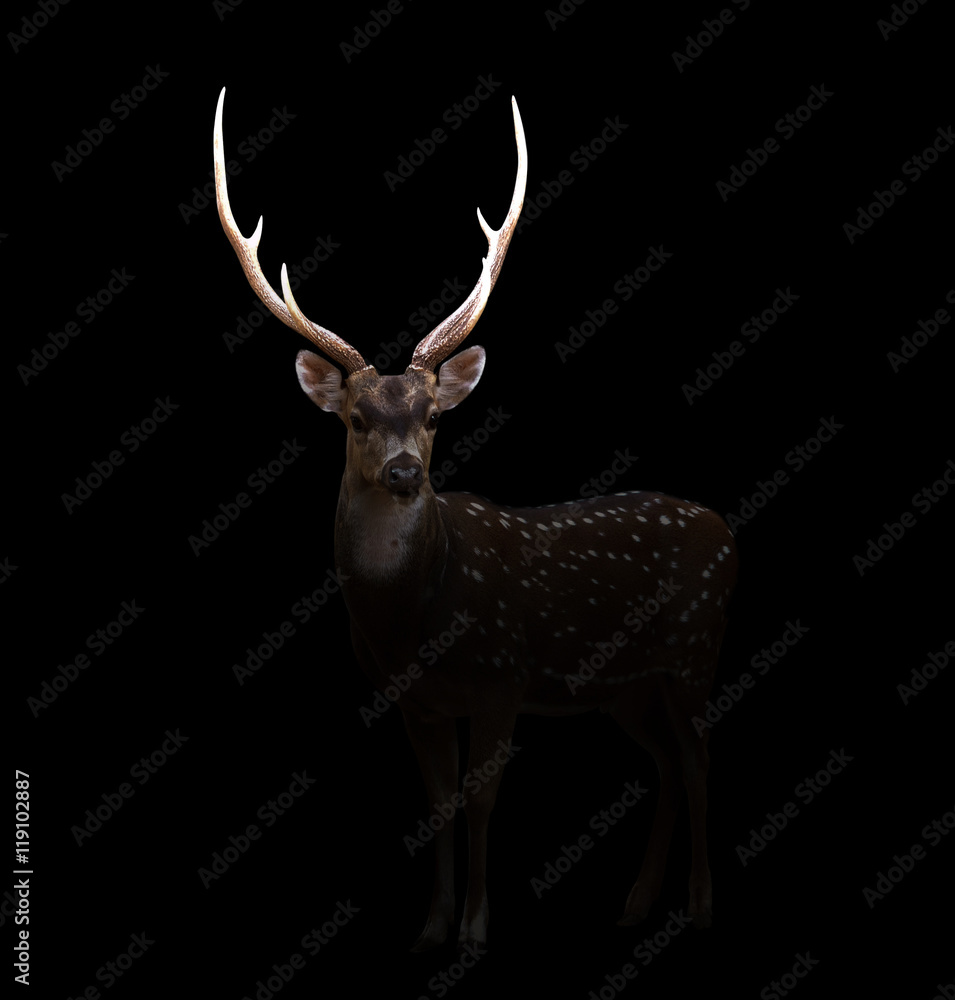 axis deer in the dark