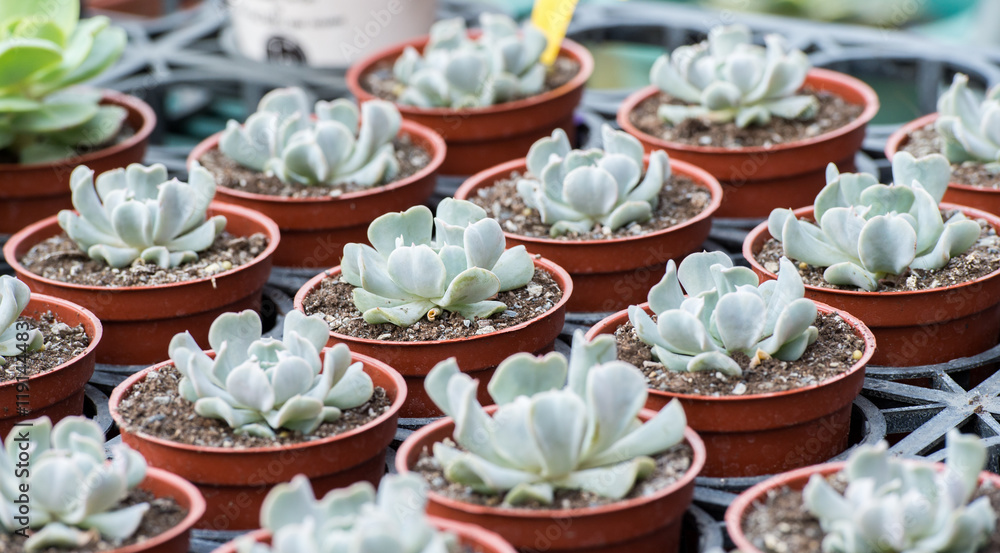 topsy turvy echeveria
