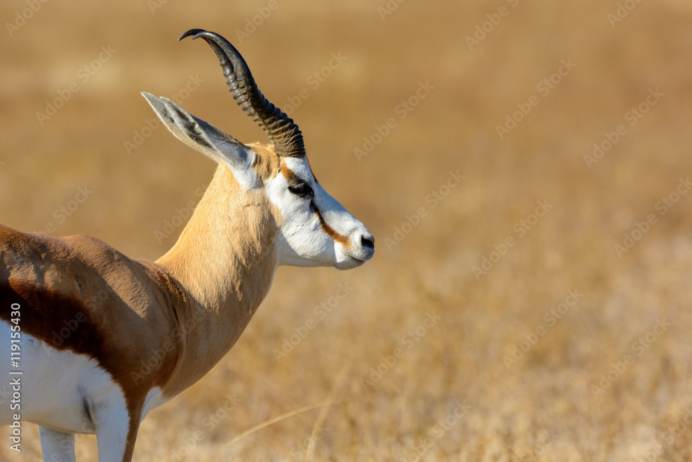 Springbok（Antidorcas有袋动物）肖像。博茨瓦纳中部卡拉哈里禁猎区