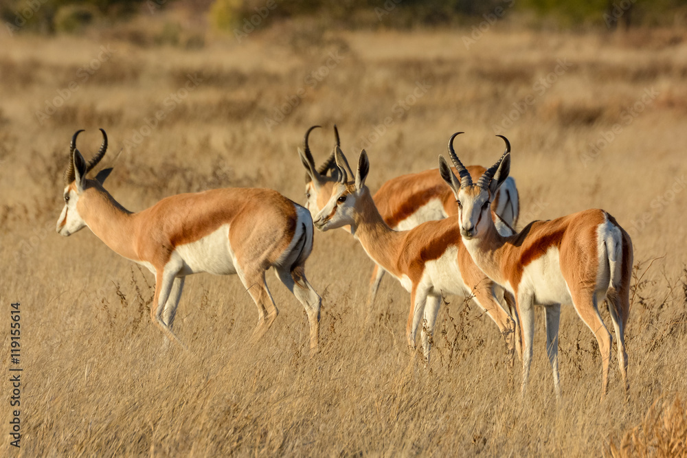 Springbok (Antidorcas marsupialis) herd. Central Kalahari Game Reserve. Botswana